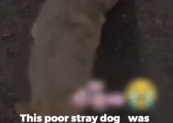 M2211017_Young Man Journey Disabled Stray Who Stole His Heart_part2