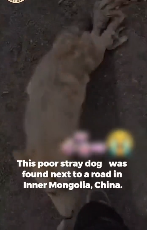 M2211017_Young Man Journey Disabled Stray Who Stole His Heart_part2