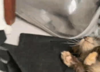 M0111027_part 1 Juma Muezza bully Rascky🙀 ini gemes apa bully beneran ya wkwk #Mula #Juma #Muezza #Rascky #rasckymoments _part1