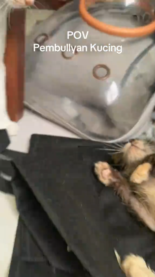 M0111027_part 1 Juma Muezza bully Rascky🙀 ini gemes apa bully beneran ya wkwk #Mula #Juma #Muezza #Rascky #rasckymoments _part1