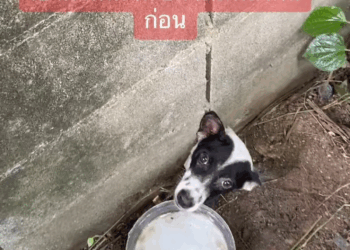 M2511002 #LostDog ​​#DogFellOnTheWall #HelpDogPart2