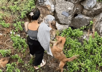 M2511003 went to the temple and met a dog who fell into a ravine in Nakhon Ratchasima. The mission of the volunteer dog rescuer part 2