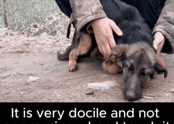 M2511004 Thanks saving baby #PetsOfTikTok #animals #dog #respe part 2