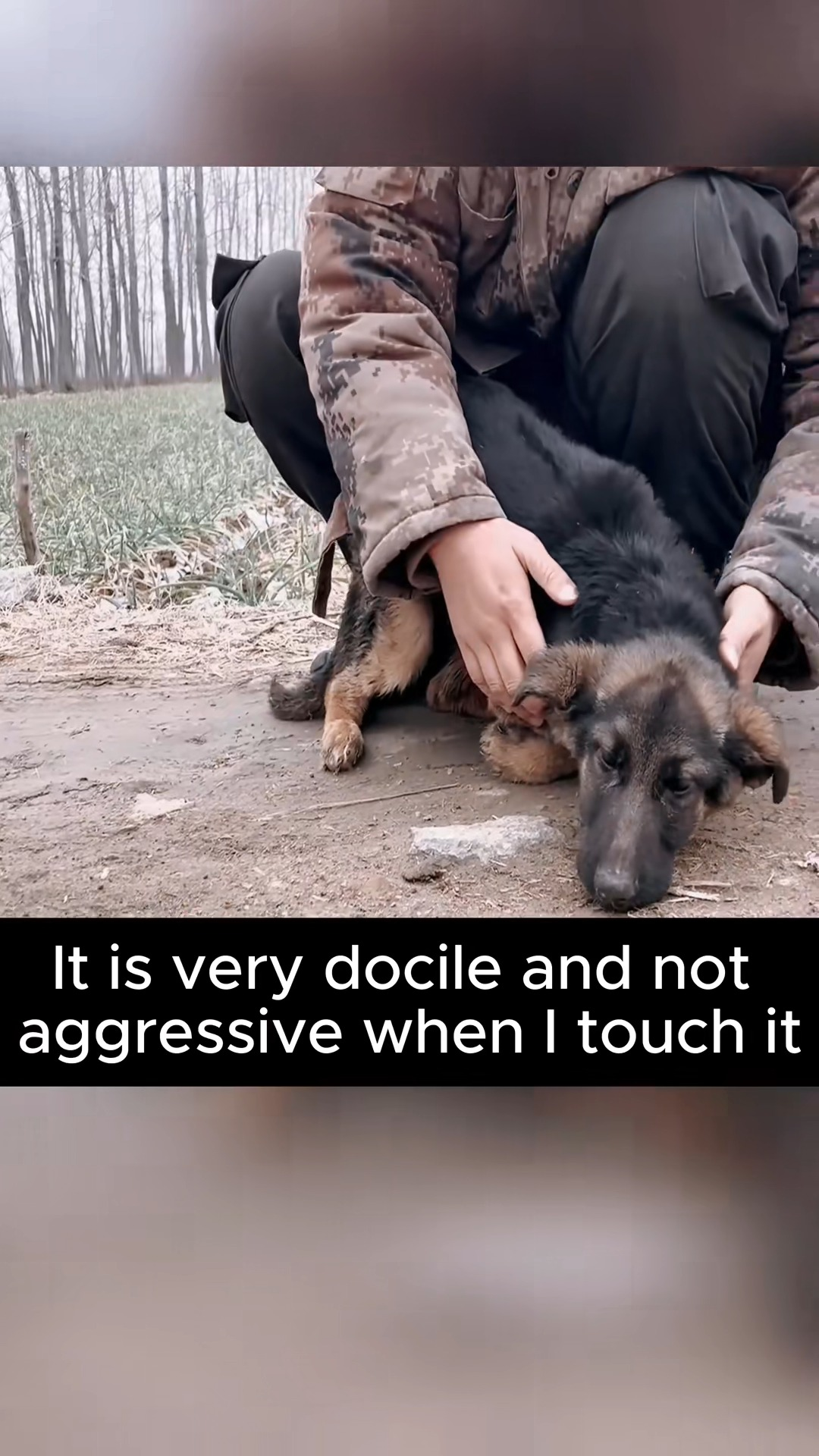 M2511004 Thanks saving baby #PetsOfTikTok #animals #dog #respe part 2