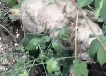 M2511006 Thanks saving baby #PetsOfTikTok #animals #respect #r