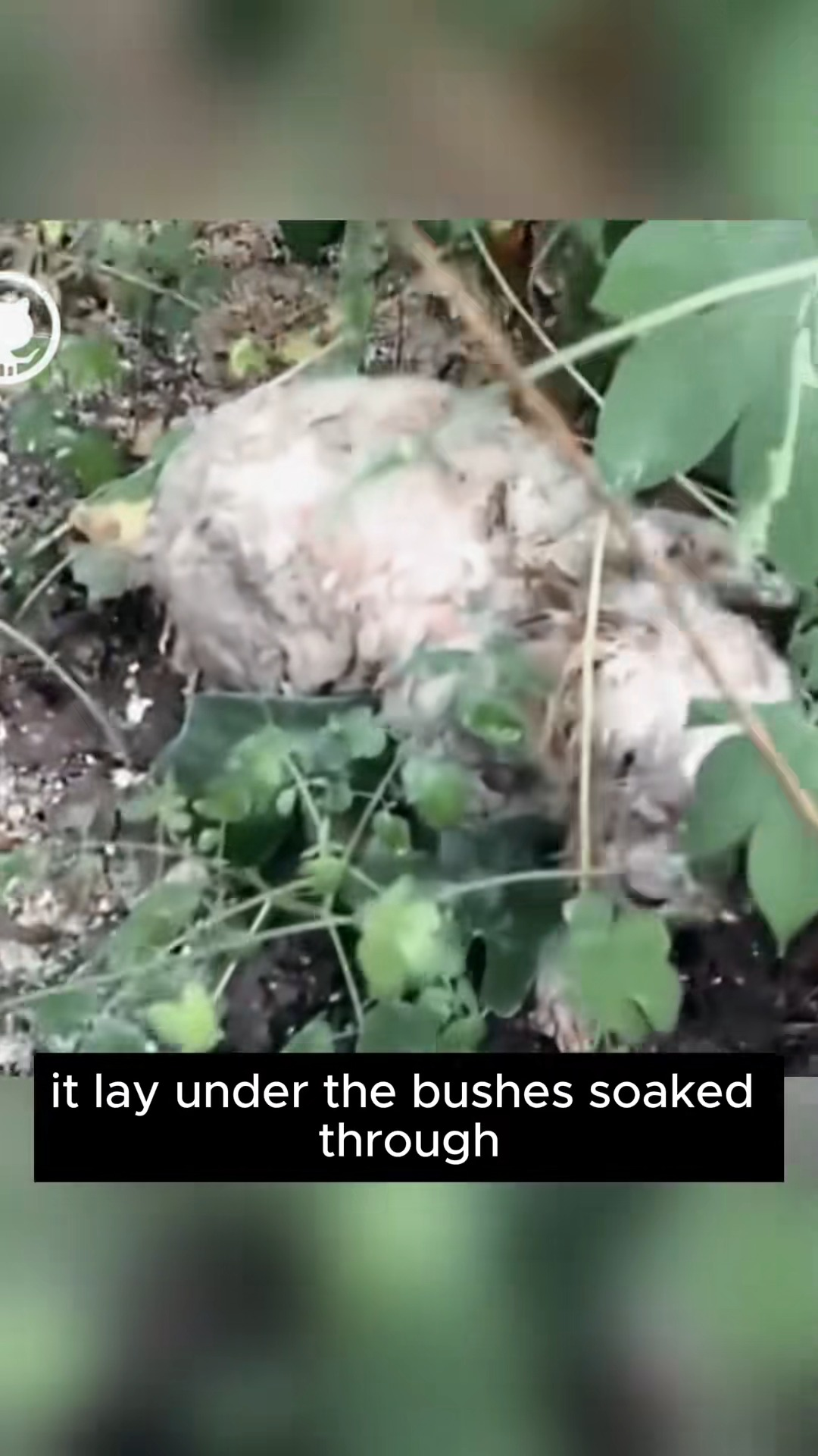 M2511006 Thanks saving baby #PetsOfTikTok #animals #respect #r