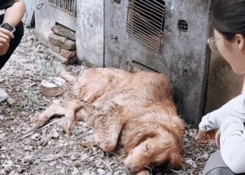 M2511007 Thanks saving baby #PetsOfTikTok #animals #dog #loveani