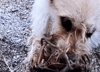 M2511008 Thanks saving baby #PetsOfTikTok #animals #dog #lovea