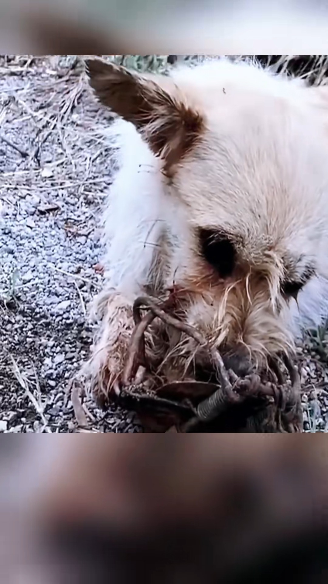 M2511008 Thanks saving baby #PetsOfTikTok #animals #dog #lovea