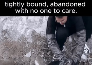 M2511009 Thanks saving baby #PetsOfTikTok #animals #dog #savin