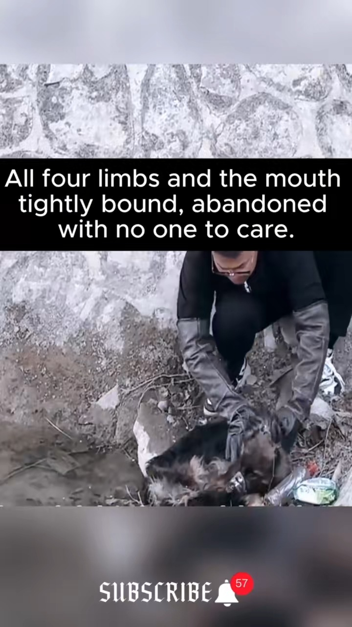 M2511009 Thanks saving baby #PetsOfTikTok #animals #dog #savin
