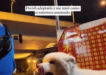 M2511011 saw couple downstairs preparing to abandon dog