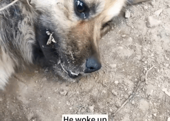 M2511012 found dog his leg caught in an animal trap, rescued him, a