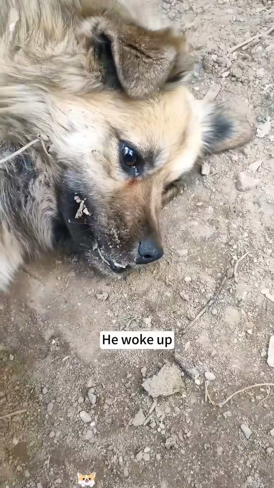 M2511012 found dog his leg caught in an animal trap, rescued him, a