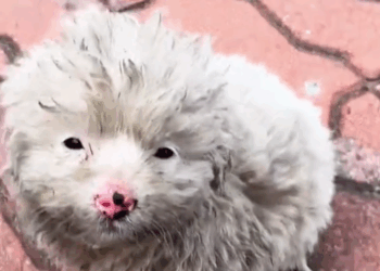 M0111028_l saw the stray dog shivering from hunger and cold#rescue #animals #puppy #dog #rescuedog _part2