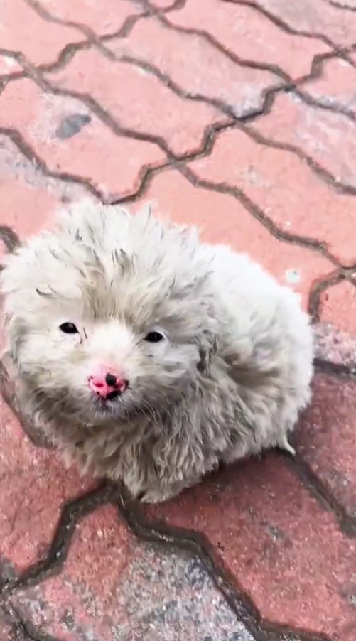 M0111028_l saw the stray dog shivering from hunger and cold#rescue #animals #puppy #dog #rescuedog _part2