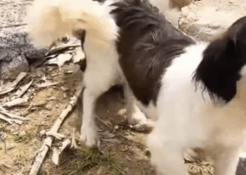 M2511013 poor mother dog her puppies were abandoned by their owner on part2