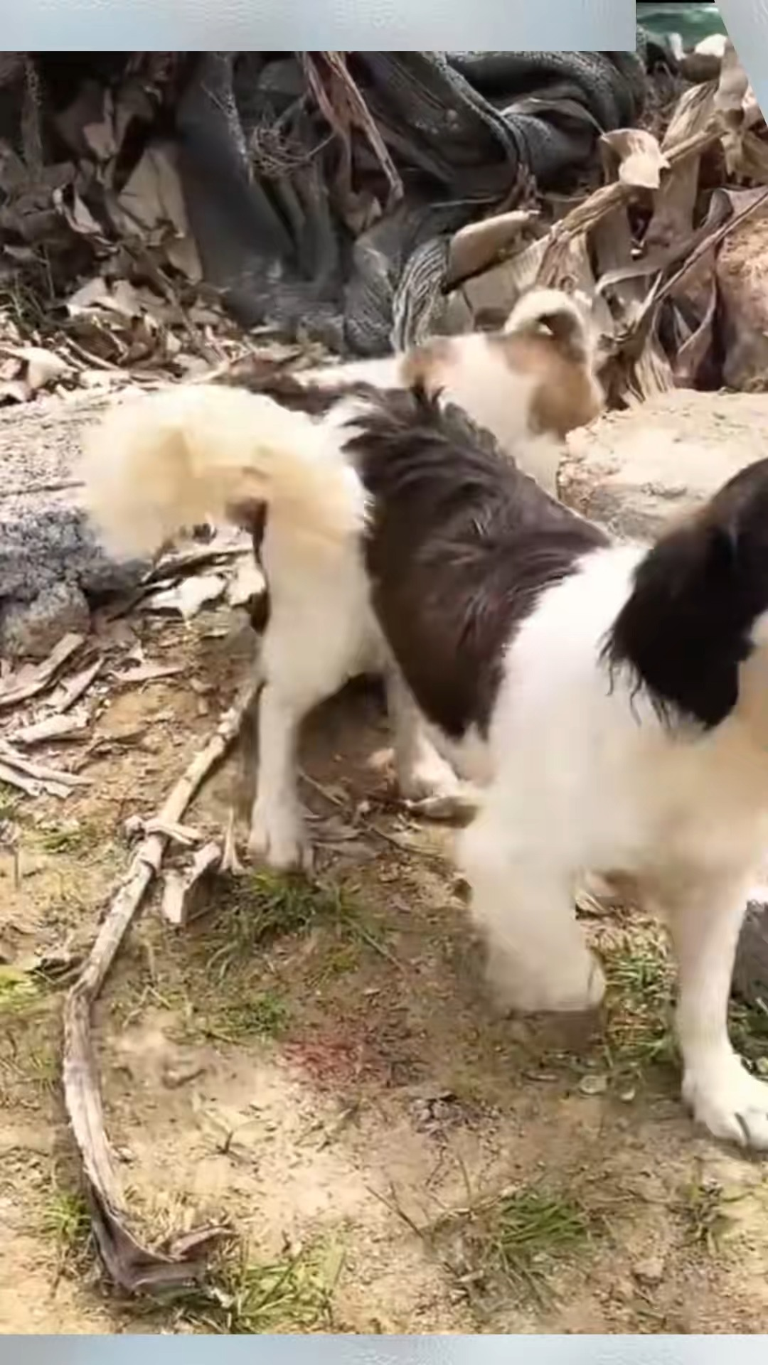 M2511013 poor mother dog her puppies were abandoned by their owner on part2