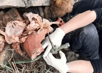 M2511014 Rescue puppy #rescue #rescueanimals #rescu