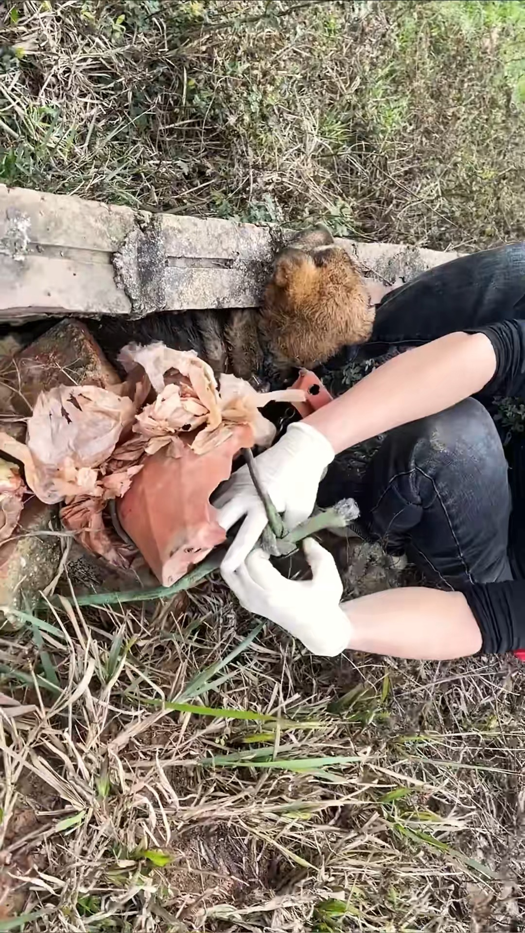 M2511014 Rescue puppy #rescue #rescueanimals #rescu