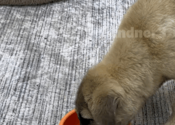 M2511015 poor dog was chained in front of house