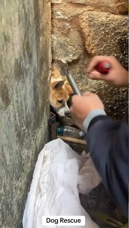 M0111040_poor and lucky dog #doglover #dog #animalsworld #animalrescue #dogsoftiktok #rescue _part2