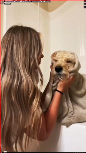 M2511023 kind girl bravely jumped into river to save drowning dog a