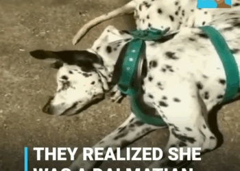 M2511024 Pup abandoned under scorching sun by owners cruel intentions part2