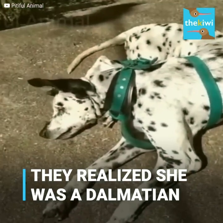 M2511024 Pup abandoned under scorching sun by owners cruel intentions part2