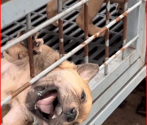 M2711001_rescue trapped dog #pet #xuhuong #fyp #trending #dog #dogsoftiktok #p…_part2