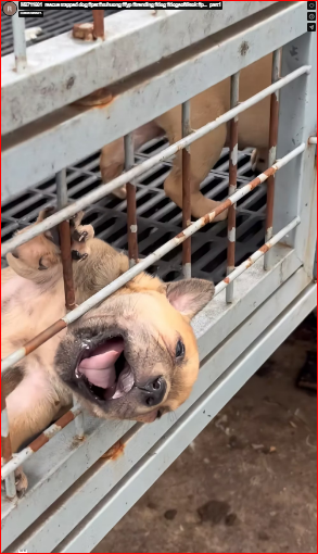 M2711001_rescue trapped dog #pet #xuhuong #fyp #trending #dog #dogsoftiktok #p…_part2