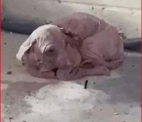 M2711002_thought would share my little man story. He is my friend a…_part2