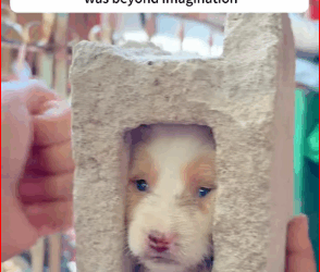 M2711003 They may lack empathy and fail to realize that the dog is suffering.part2