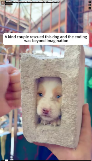 M2711003 They may lack empathy and fail to realize that the dog is suffering.part2