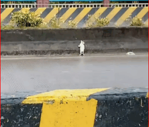 M2711004_kind couple rescued dog on street but outcome was unexp…_part2