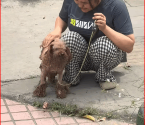 M2711005_Rescue poor dog #pet #xuhuong #fyp #trending #dogsoftiktok #petsoftik…_part2