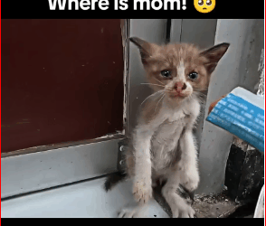 M2711006_kitten Who Defends His Sister at Cost His Life Rescue Animals_part2