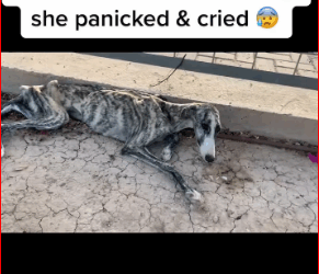 M2711007_Sometimes we literally find dogs starving in gutters! #rescueanim…_part2