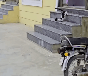 M2711008_Rescue family of cats #rescuecat #rescue #animal #animlasoftiktok_part2