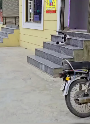 M2711008_Rescue family of cats #rescuecat #rescue #animal #animlasoftiktok_part2