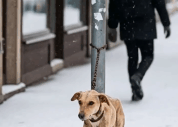 M0511008_Weak, Forgotten Dog Found Hope in Kind Man Heart_part2