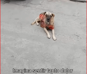 M2711011_SOBREVIVIENTE AL CÁNCER BUSCA HOGAR! Te interesa adoptar Escrí…_part2