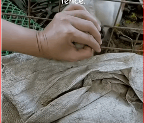 M2711012_Attempts to rescue mischievous puppy whose head got stuck in stee…_part2