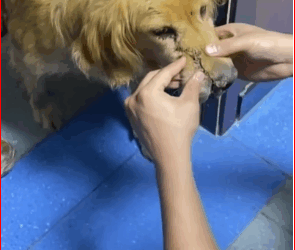 M2711013_#dog #dogsoftiktok_part2