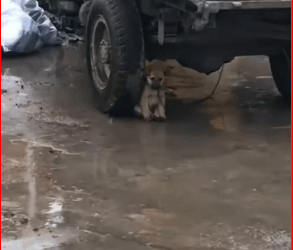 M2711014_anjing beruntung diselamatkan oleh seseorang baik hati #fyp #animals_part2