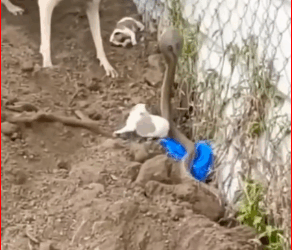 M2711016They might not understand the dog’s needs and emotions.part2