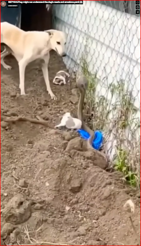 M2711016They might not understand the dog’s needs and emotions.part2