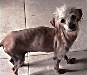 M2711017 M2711017 The poor abandoned dog part2