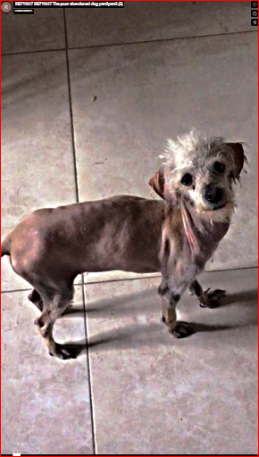 M2711017 M2711017 The poor abandoned dog part2