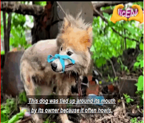 M2711018_Loyal Samoyed legs broken by owner son after owner death,Awaiti…_part2